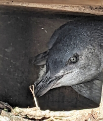 Eudyptula minor albosignata