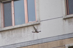 Falco tinnunculus