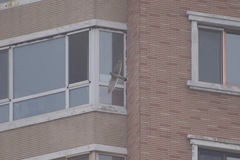 Falco tinnunculus