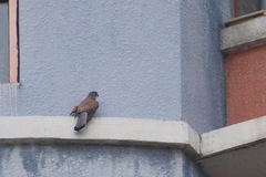 Falco tinnunculus