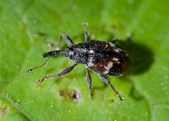 Anthonomus signatus