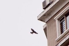 Falco tinnunculus