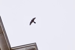 Falco tinnunculus
