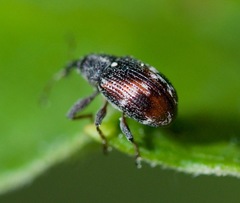 Anthonomus signatus