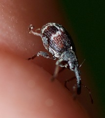 Anthonomus signatus