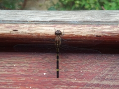 Dythemis sterilis