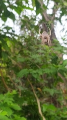Araneae