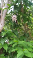 Araneae