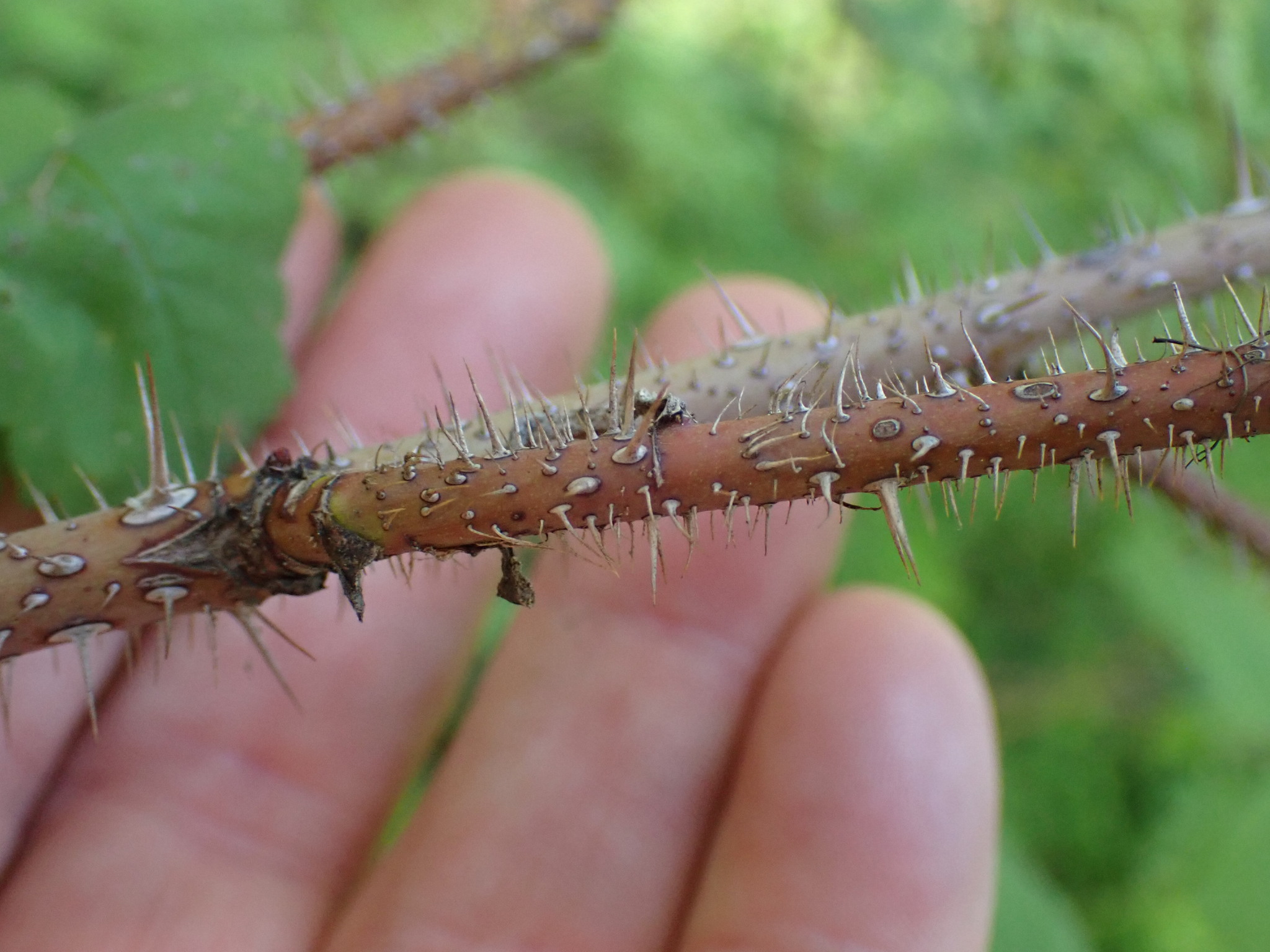 prickly stem of the Alberta wild rose