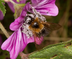 Bombus hypnorum
