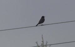 Turdus migratorius image