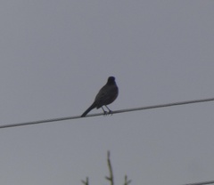 Turdus migratorius image
