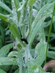 Vanessa virginiensis