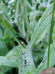 Vanessa virginiensis