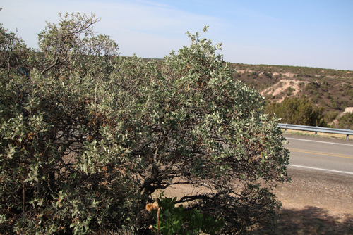 Image of Quercus havardii by (c) psweet, some rights reserved (CC BY-SA)