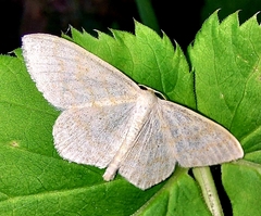 Scopula floslactata