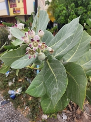 Calotropis procera