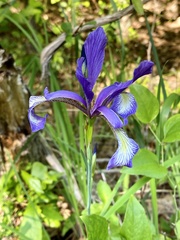 Iris prismatica