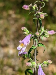 Penstemon gracilis