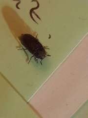 Dermestes undulatus