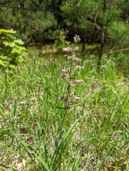 Penstemon gracilis