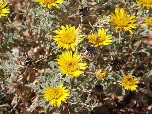 Anvillea garcinii image