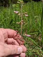 Penstemon gracilis