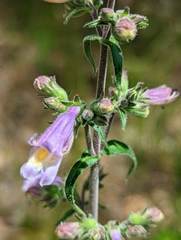 Penstemon gracilis