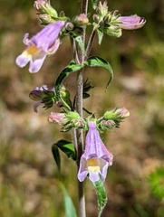 Penstemon gracilis
