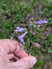 Penstemon gracilis