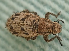Floresianus sordidus