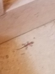 Ptyodactylus hasselquistii