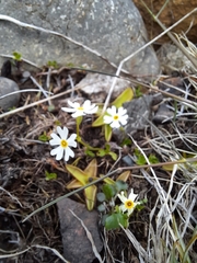 Primula mistassinica