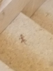 Ptyodactylus hasselquistii