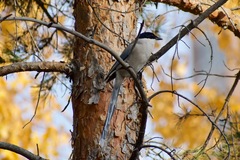 Cyanopica cyanus