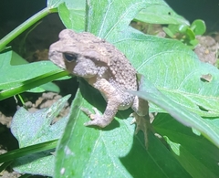 Bufo gargarizans