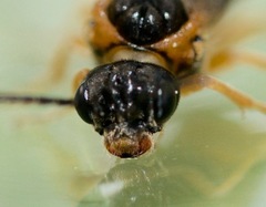 Monostegia abdominalis