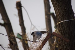 Cyanopica cyanus