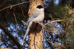 Cyanopica cyanus