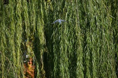 Cyanopica cyanus