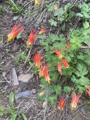 Aquilegia elegantula
