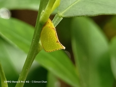 Salurnis marginella