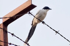 Cyanopica cyanus