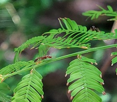Pseudomyrmex gracilis
