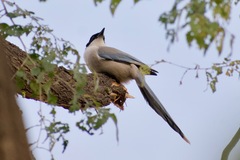 Cyanopica cyanus