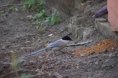Cyanopica cyanus