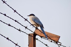 Cyanopica cyanus