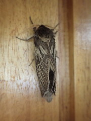 Oxycanus antipoda
