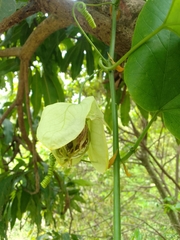 Passiflora platyloba