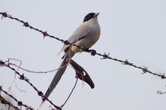 Cyanopica cyanus